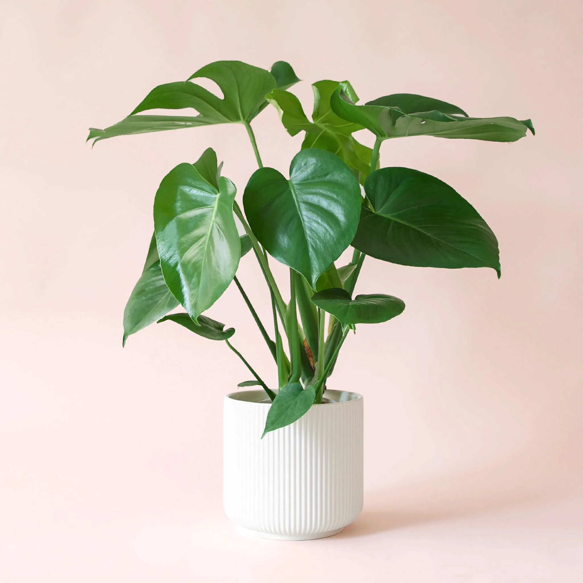monstera deliciosa mala nema derave listy