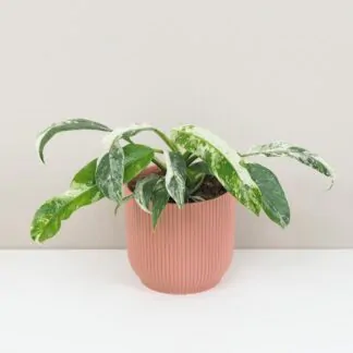 Kterou monsteru si vybrat? Top 10 druhů monster, které stojí za to znát Rhaphidophora puberula variegata raritna panašovaná izbova rastlina