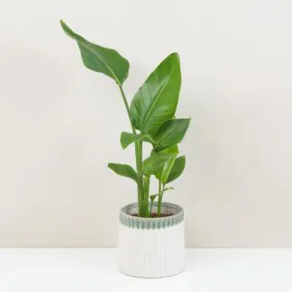 Strelitzia nicolai zelená pokojová rostlina