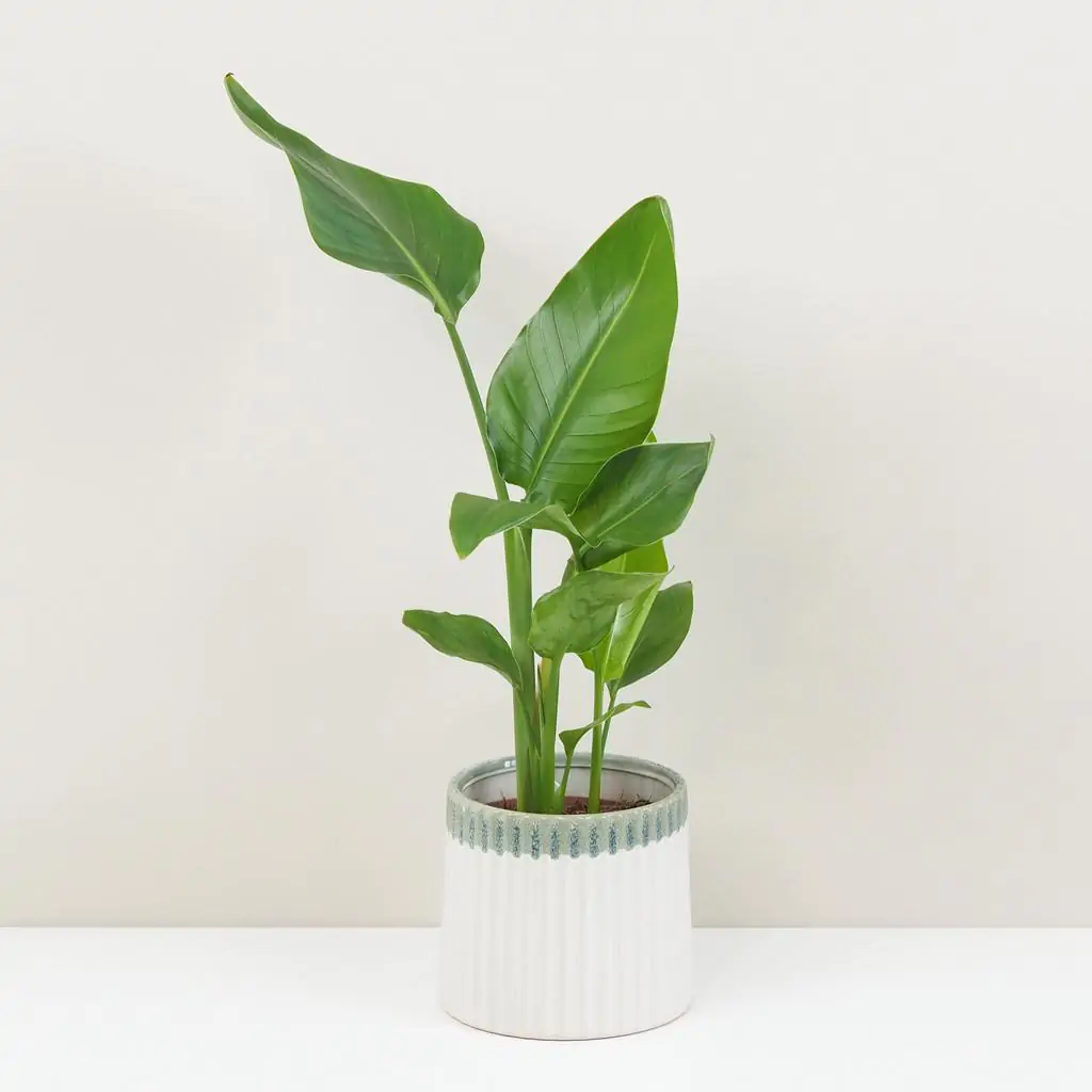 Strelitzia nicolai zelená pokojová rostlina