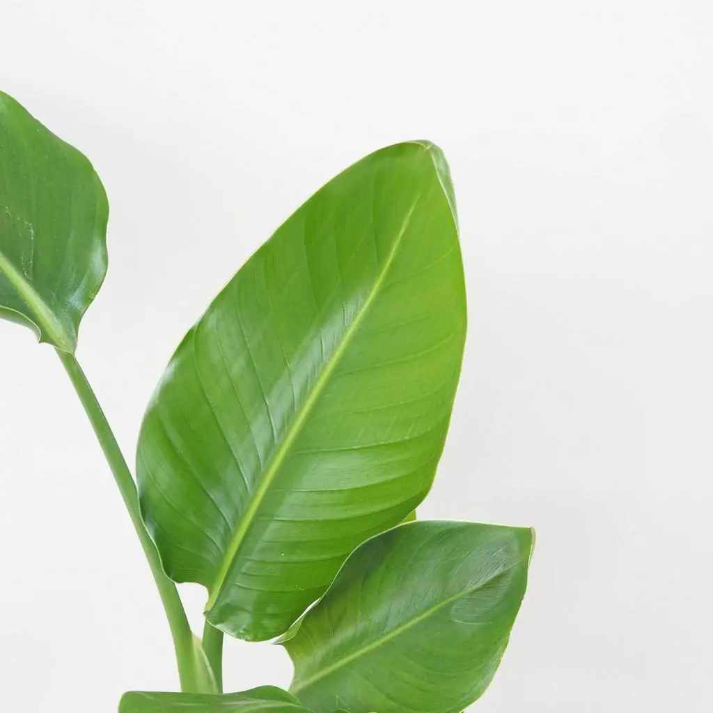 strelitzia nicolai dvojstonkova plantizia 3 1 Plantizia.cz