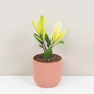 Péče o Zamiokulkas - nenáročnou rostlinu vhodnou i pro začátečníky Zamioculcas zamiifolia Chameleon vzacna izbova rastlina