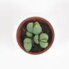 Živé kameny / Gibbaeum heathii zive kamene Gibbaeum heathii sukulent