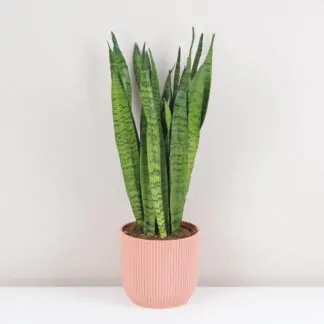 Péče o sansevierie: Vše co potřebujete vědět sansevieria zeylanica tchynin jazyk