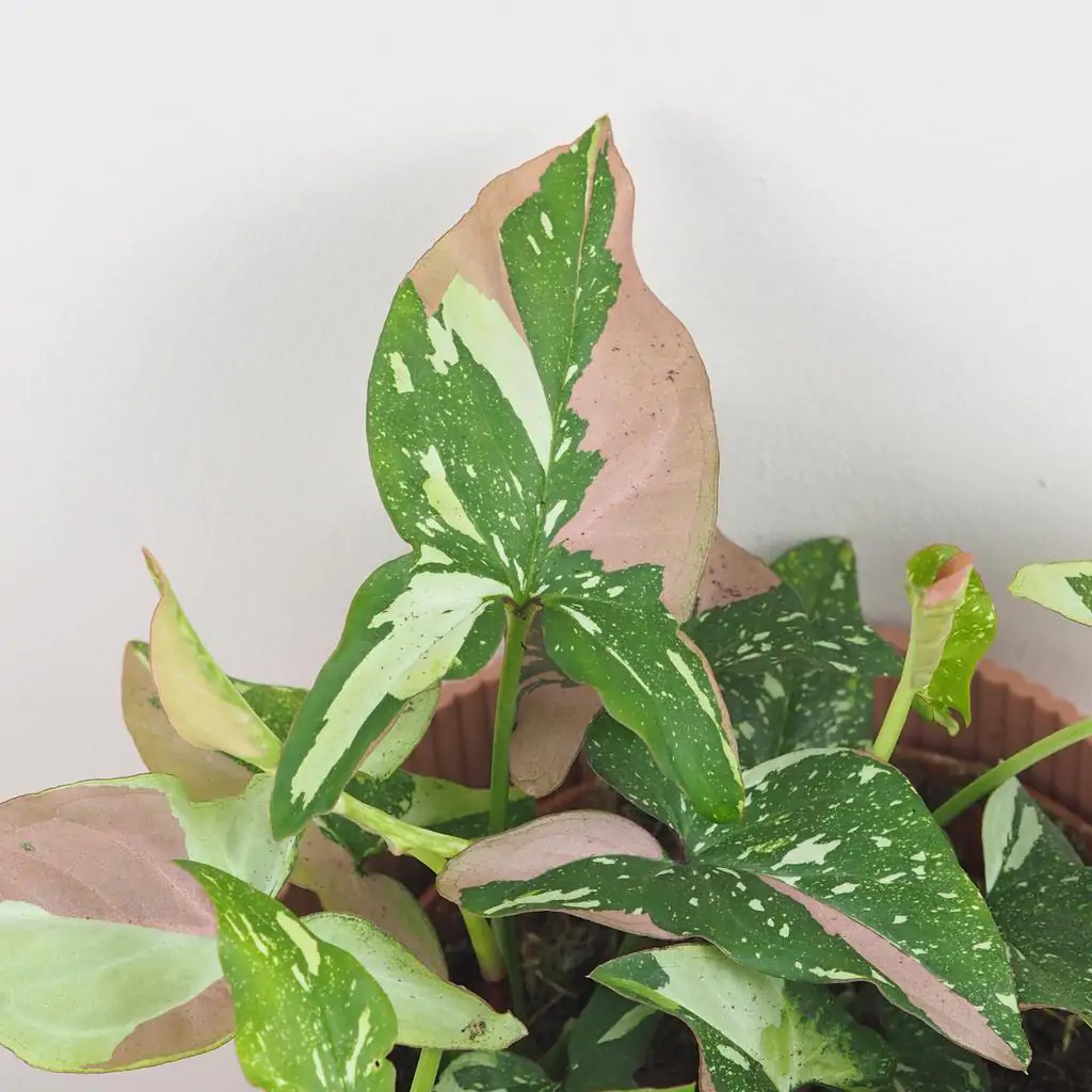 syngonium red spot tricolor