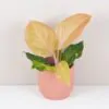 Aglaonema ‘Cricket Pink’ aglaonema cricket pink barevna pokojovka