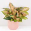 Aglaonema ‘Guave Pink’ maxi aglaonema guave pink barevna pokojovka pokojova rostlina