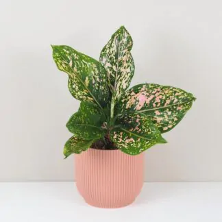 Pokojové rostliny, řasokoule a příslušenství aglaonema pink leopard barevná růžová pokojová rostlina