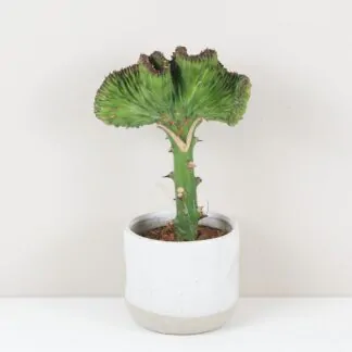 Euphorbia lactea ‘Cristata’ zelená sukulent kaktus