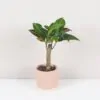 Krotónovec strakatý / Codiaeum variegatum ‘Petra’ krotonovec strakaty codiiaeum variegatum petra