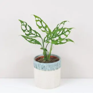 Pokojové rostliny, řasokoule a příslušenství Monstera obliqua raritna pokojova rostlina pokojovky