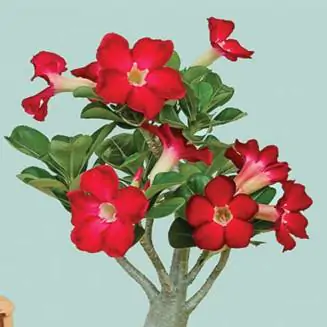 seminka adenium obesum deep red cervene semena pokojovych rostlin pokojovek