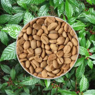 seminka kavovnik coffea arabica semena pokojovych rostlin pokojovek