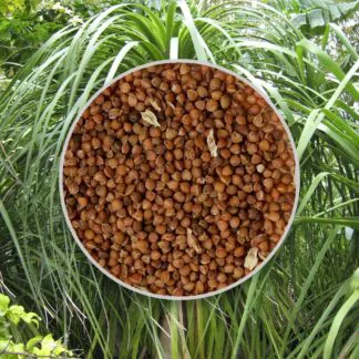 seminka sloni noha nolina recurvata baucarnea semena pokojovych rostlin pokojovek