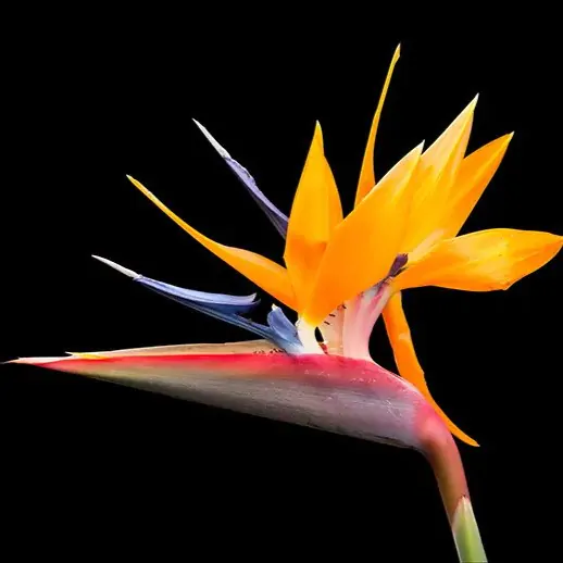 seminka strelitzia regínae semena pokojovych rostlin pokojovek oranzovy kvet