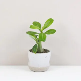 Adenium / Pouštní růže: Jak pěstovat tuto exotickou rostlinu doma adenium obesum poustni ruze sukulent