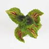 Coleus ‘Spacecake’ malý coleus Spacecake africka kopriva