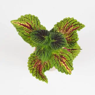 coleus Spacecake africka kopriva