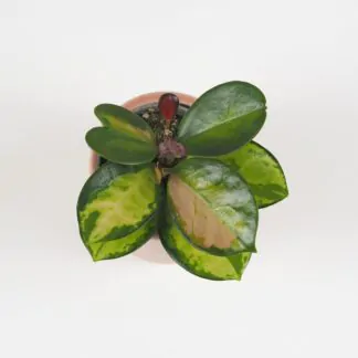 Hoya / Voskovka: Péče, množení, tipy hoya australis lisa voskovka plantizie