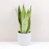 Sansevieria trifasciata ‘Snow White’ Sansevieria trifasciata Snow White nenarocna pokojovka pokojova rostlina
