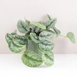 Scindapsusy: Tipy pro pěstování a množení scindapsus pictus Trebie previsle tahave pokojovky pokojove rostliny