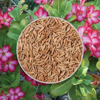 seminka adenium obesum Basic Pink ruzova poustni ruze ze semen pokojovky