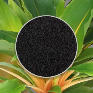 seminka Zelenec Chlorophytum orchidastrum Fire Flash semena pokojovych rostlin pokojovky plantizia