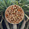 Semínka Dracaena draco 5 ks seminka dracaena draco draci strom ze semen pokojove rostliny semena