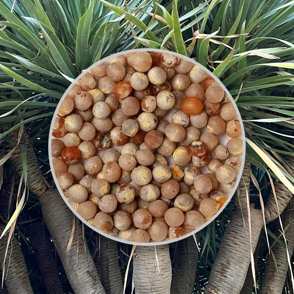 Jak vypěstovat Dracaenu draco ze semínek: Postup a tipy pro úspěšné pěstování seminka dracaena draco draci strom ze semen pokojove rostliny semena