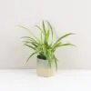 zelenec chlorophytum comosum Ocean pokojovka cisti vzduch