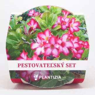poustni ruze adenium obesum ruzova basic pink pestitelsky set semen pokojovych rostlin