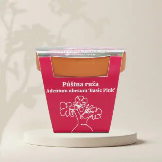 poustni ruze adenium obesum ruzova basic pink pestitelsky set semen pokojovych rostlin