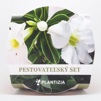 bila poustni ruze adenium obesum white pestitelsky set semen pokojovych rostlin