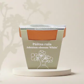 bila poustni ruze adenium obesum white pestitelsky set semen pokojovych rostlin