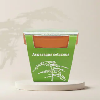 asparagus setaceus plumosus pestitelsky set semen pokojovych rostlin