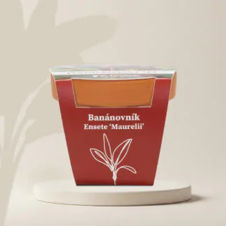 musa ensete bananovnik cerveny pestitelsky set semen pokojovych rostlin