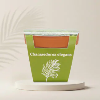 chamaedorea elegans pestitelsky set semen pokojovych rostlin