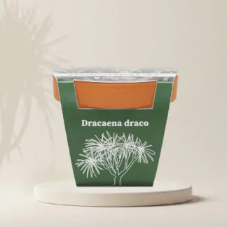 dracaena draco draci strom pestitelsky set semen pokojovych rostlin