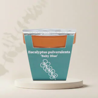 eucalyptus pulverentula baby blue pestitelsky set semen pokojovych rostlin
