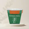 eucalyptus cinerea pestitelsky set semen pokojovych rostlin