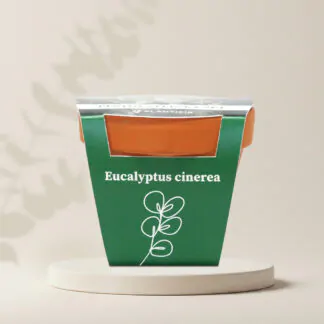 eucalyptus cinerea pestitelsky set semen pokojovych rostlin