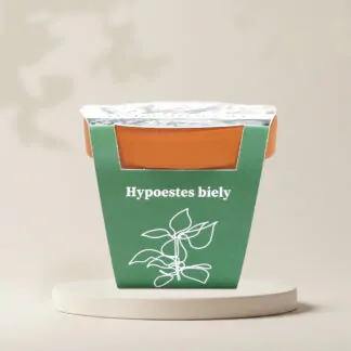 hypoestes bily pestitelsky set semen pokojovych rostlin