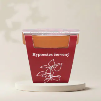 hypoestes cerveny pestitelsky set semen pokojovych rostlin