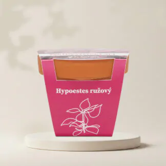 hypoestes ruzovy pestitelsky set semen pokojovych rostlin