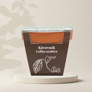 kavovnik coffea arabica pestitelsk set semen seminka pokojovych rostlin