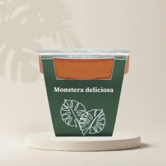 monstera deliciosa pestitelsky set semen pokojovych rostlin