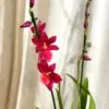 Orchidej Cambria ‘Nelly Isler’ orchidej cambria Nelly Isler kvetouci pokojova rostlina