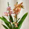 Orchidej Wilsonara eye candy ‘Penny Candy’ orchidea Wilsonara eye candy Penny Candy kvetouci pokojova rotslina kvetina