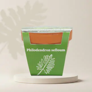 philodendron selloum pestitelsky set semen pokojovych rostlin