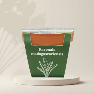 ravenala madagascariensis pestitelsky set semen pokojovych rostlin